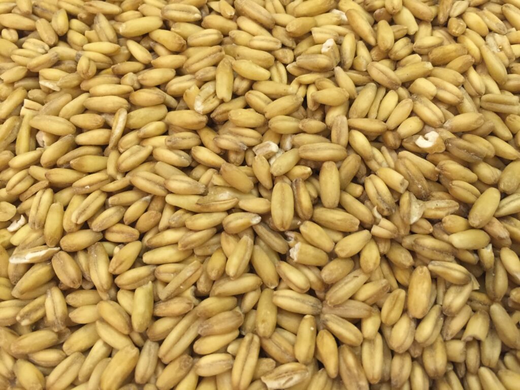 зерно для безглютеновой овсяной муки