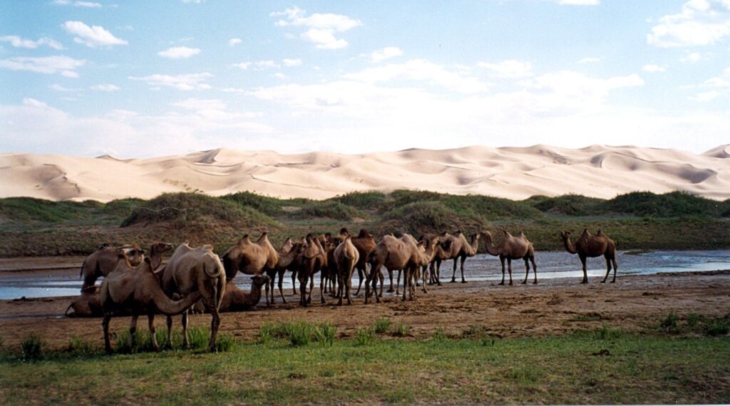 Животные пустыни Гоби