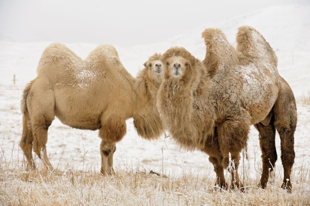 Верблюды пустыни Гоби